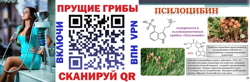 darknet состав Куртамыш Галлюциногенные грибы ЛСД где найти